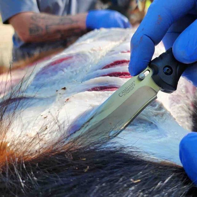 @canadaintherough Do you do your own butchering for bears?

@camillusbrand